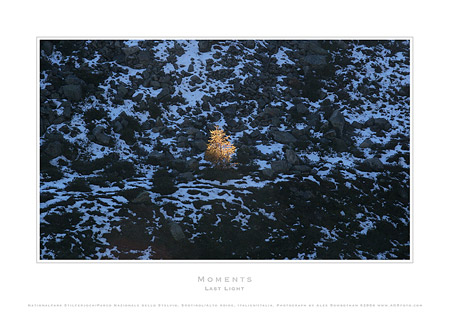 AGRfoto_2_0282 - Last Light - photographic print by Alex Rowbotham  The last of the evening light falls on a young larch tree. One of the most popular images from the South Tyrolean collection. Taken on the slopes above the town of Trafoi close to the summit of Furkelspitz, on the border with Austria.  This autonomous region, of South Tyrol, Alto Adige (IT) or Südtirol (DE) is in north Italy, the Italian Alps.  Also available as a Limited Edition, select it in the print size drop down menu above.  Last Light was selected by Falmouth Art Gallery (UK) as part of their permanent collection, and displayed in the Masters of Photography exhibition. This photograph is also included in the Moments Postcard Box Set