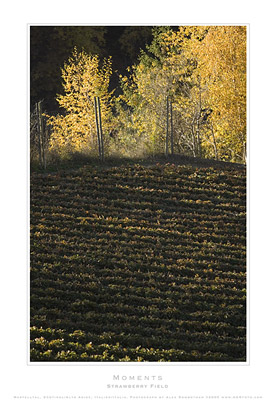 AGRfoto_2_3852 - Alto Adige, Italy