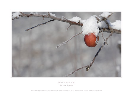 AGRfoto_2_6639 - Apple Snow - a photographic print by Alex Rowbotham. Alto Adige, Italy. This photograph is also included in the Moments Postcard Box Set