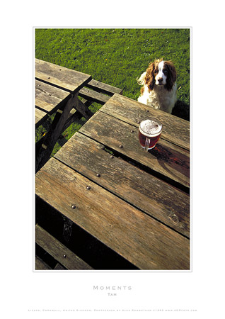 Tam - AGRfoto_PCD_92 - This dog Tam loved the pub, for food and by the look, also beer. In the village pub of Helford, Cornwall.