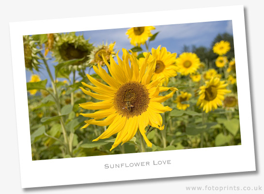 Sunflower Love