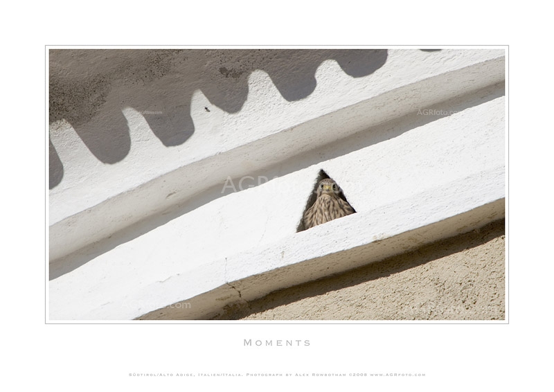 Agrfoto_4_9893 - Castle Kestrel - photographic print by Alex Rowbotham - North east tower of Coldrano Castle a young kestrel looks out for its parents at feeding time. Goldrain, in the autonomous region, of South Tyrol, Alto Adige (IT) or Südtirol (DE) is in north Italy, the Italian Alps.